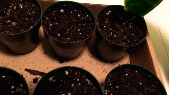 Propagating a Snake Plant / Mother in law’s tongue. смотреть онлайн