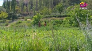 Дидан  | серия 1 | Пакистанская драма | Русский дубляж | C1C1Y