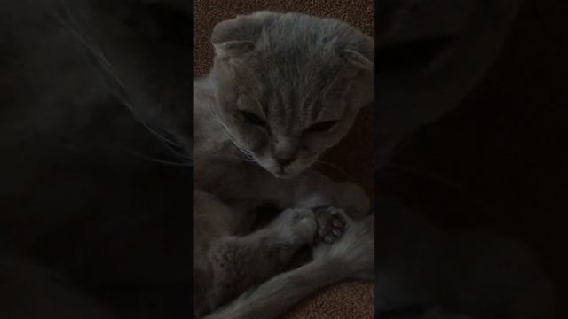 Котики смотреть онлайн