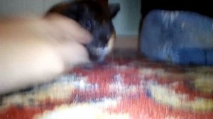 Моя новая морская свинка(Ника)!!!