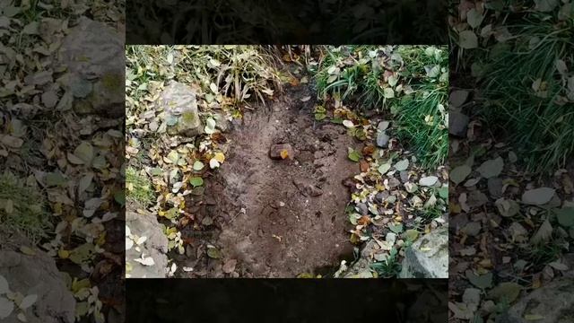 Природа в Германии  Ноябрь 2019.