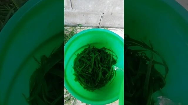 Как удобрить томат и огурцы народным способом