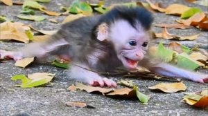 Baby monkey: неустойчив и не настойчив