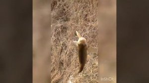 Marinka baligini ovlash uslubi marinka sazan usach laqa baligi balig ovi Farg'ona