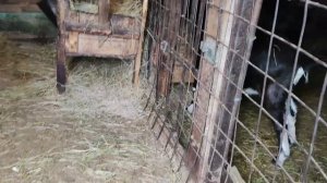 Дон уехал. Сыр - брак?