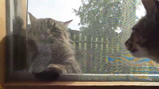 Разговор Котов смотреть онлайн