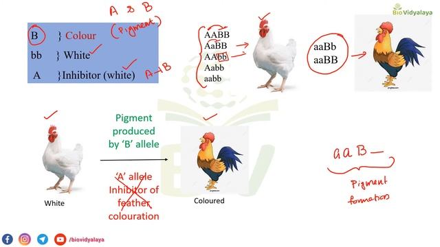 Inhibitory Gene Interaction (13:3) || Epistasis (Part 5) || Gene Interaction || CSIR || GATE смотреть онлайн