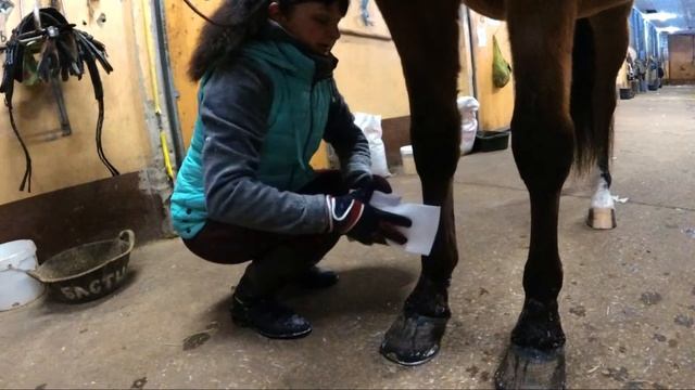 Лошади. После тренировки. Где мой дом :) смотреть онлайн