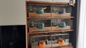 Содержание канареек.  Обучение  молодых канареек.