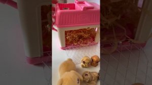 Little Live Pets   Mama Surprise Minis  Feed and Nurture a Lil' Bunny Inside Review