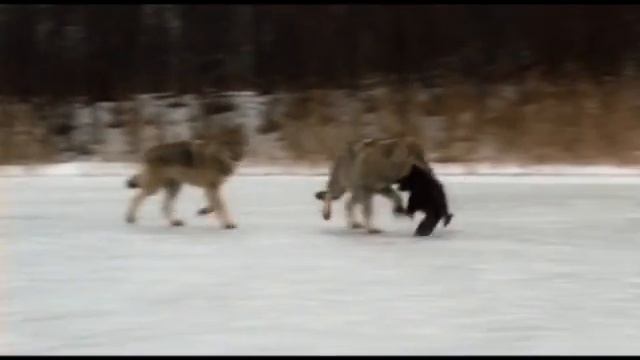 Wolves tribute смотреть онлайн