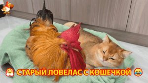 Старый Петух ловелас выпросил ласки у молодой Кошки ❣️🤗😂