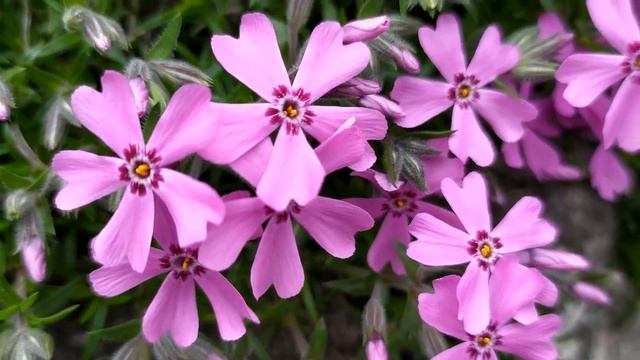 Доверенное 289 серия русская озвучка | Анонс и Дата выхода смотреть онлайн