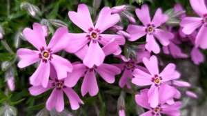 Доверенное 289 серия русская озвучка | Анонс и Дата выхода