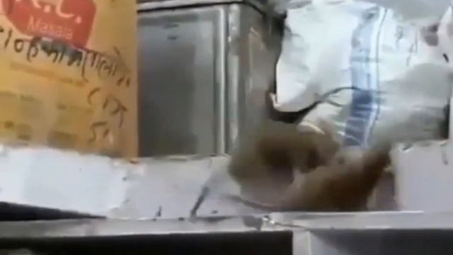 крысы дерутся#активживи