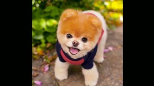 Любовь кошек и собак, милые собачки