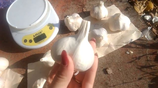 Чеснок Промитей,Софиевский и Мерефянский белый .Часть 2 смотреть онлайн