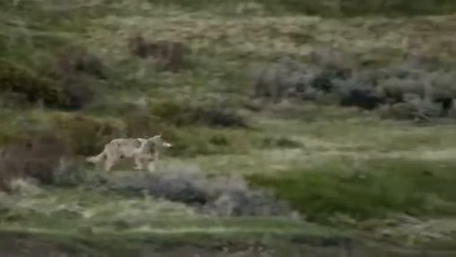 DOKU 1080p: Amerikas Naturwunder - Yellowstone