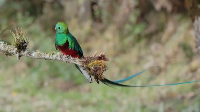 Birds 🌐 Птицы ✔️ Nature ☑️ Живая Природа ✅ смотреть онлайн