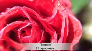 СКОРПИОН 8 серия РУССКАЯ ОЗВУЧКА турецкий сериал