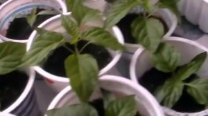 Уход  за рассадой перцев и томатов