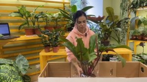 Распаковка поставки растений из Голландии(20.10.2024)🌱