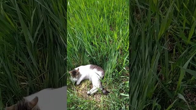 Видео которое набрало несколько миллионов просмотровl Как котёнок Кузя на прогулку ходил