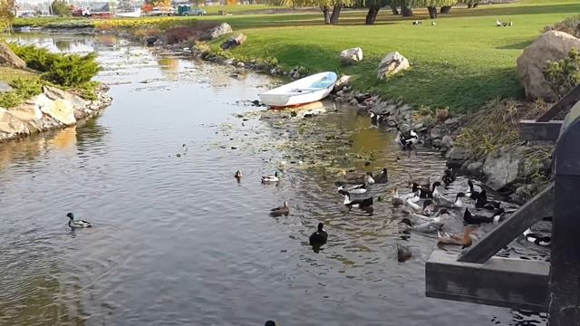 Яхт клуб красивая природа 5 Днепр смотреть онлайн