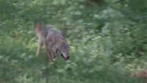 Сероманец. (1989)