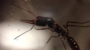 Муравьи Harpegnathos venator. Краткое содержание.