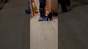 Той пудель Джентли Борн Дульсинея