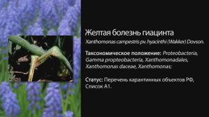 Желтая болезнь гиацинта