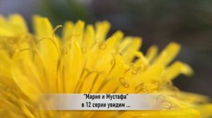 МАРИЯ И МУСТАФА 12 серия РУССКАЯ ОЗВУЧКА