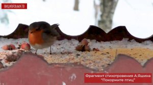 День зимующих птиц