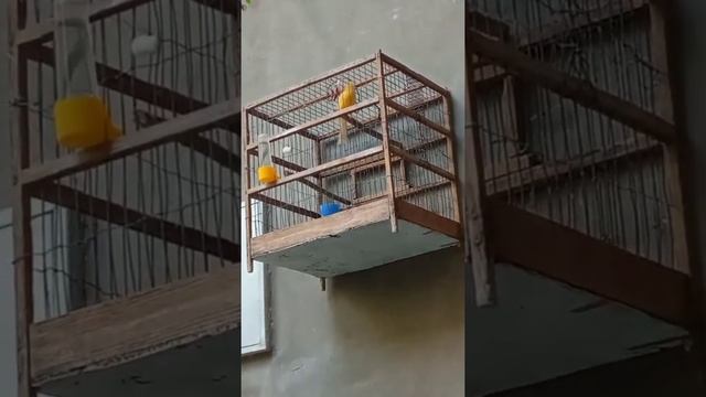 пение канарейки///канарейка сайраши