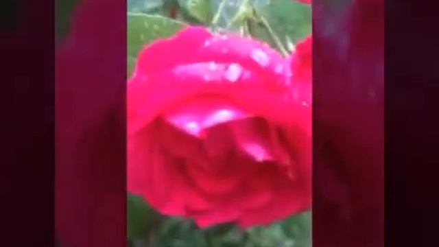 Природа после дождя смотреть онлайн