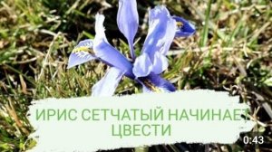 ИРИС СЕТЧАТЫЙ НАЧИНАЕТ ЦВЕСТИ. МАРТ 2022 ГОДА.