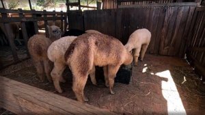 The Alpaca Loom, Paarl