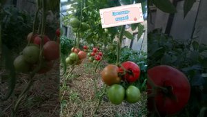 Томат Астара F1 🍅 #томаты #помидоры #астара