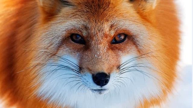 Лисиччині ліхтарики Сухомлинський Сказки на ночь Казки на ніч смотреть онлайн