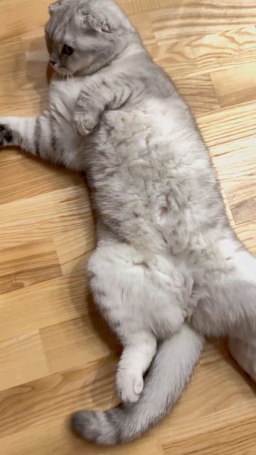 #котикиправятмиром #cat #шерри #catlover #youtubeshorts #cute #pets #шортс #funny #возраст  #котики