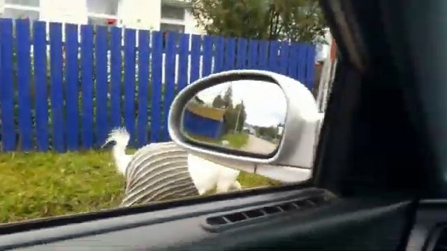 трусиклы кэжэ смотреть онлайн