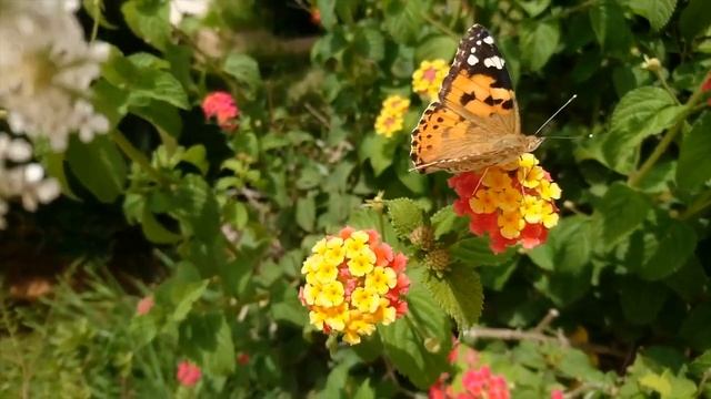 Живая природа .Воздух и бабочка.#природавосприятия #релаксация #отдых смотреть онлайн