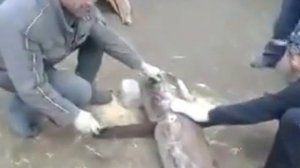 Как татары пилу заводят