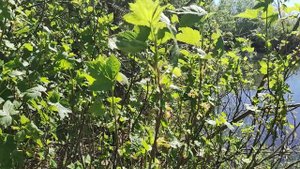 Заготовка листа дикой черной смородины