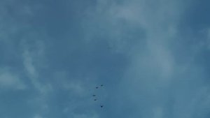 Голуби г.Геническа,на причале у Петра Стрюкова10.12.11г.