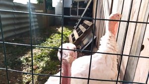 Вольер для индюков из подручных средств.