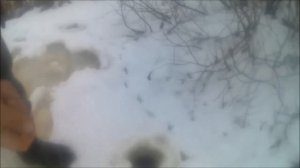 трофейный ратан в не приметном месте. ловля ратана