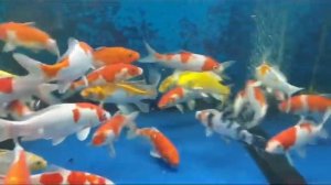 Карп Кои размер 16-19 см ЦЕНА 3,5 ТЫС