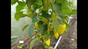 Сладкие перцы в августе. Сорт "Сластена" и другие.